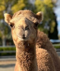 Lefkara - Camel Park 2