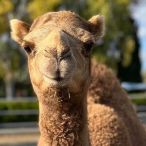 Lefkara - Camel Park 2