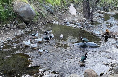 Troodos Mountains & Nicosia 4