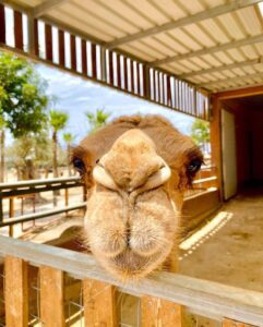 Camel park 2