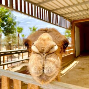 Camel park 2