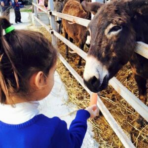 Camel park 7